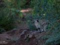 Babianer i Lake Manyara Tanzania