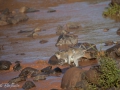 Babianer i Lake Manyara Tanzania