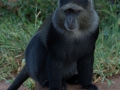 Apa i Tanzania