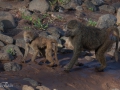 Babianer i Lake Manyara Tanzania