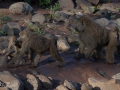 Babianer i Lake Manyara Tanzania