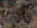Babianer i Lake Manyara Tanzania