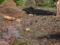 Babianer i Lake Manyara Tanzania
