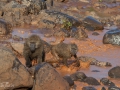 Babianer i Lake Manyara Tanzania