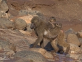 Babianer i Lake Manyara Tanzania