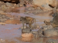 Babianer i Lake Manyara Tanzania