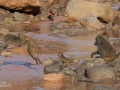 Babianer i Lake Manyara Tanzania