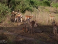 Antiloper i Lake Manyara Tanzania