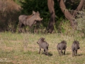 Vildsvin Tanzania
