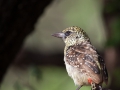 Fågel i Tanzania