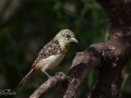 Fågel i Tanzania