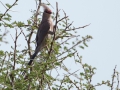 Fågel i Tanzania