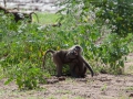 Lake Manyara, tanzania