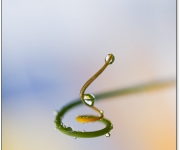 Den slingrande vägen