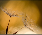 Parasoller av silver