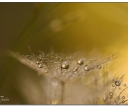 En blöt Dry martini