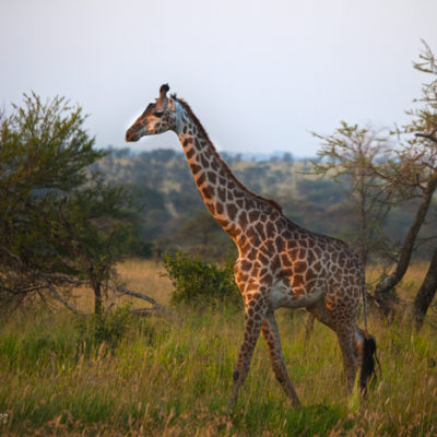Tavla - Giraff i soluppgång