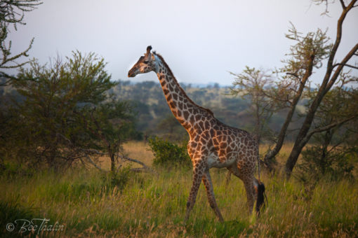 Tavla - Giraff i soluppgång