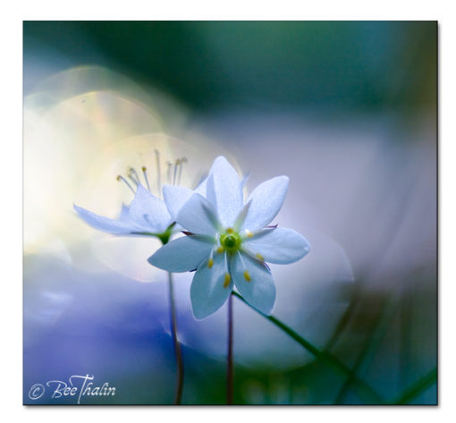 Tavla - Ljusets blomma. Blomtavla med vit skogsstjärna omgiven av nyanser i lila och blått med fina reflexer av naturfotograf Bee Thalin