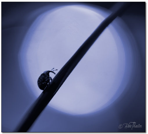 Tavla insekt går uppför ett strå i månskenet