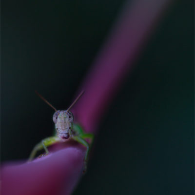 Gräshoppa på rosa strå