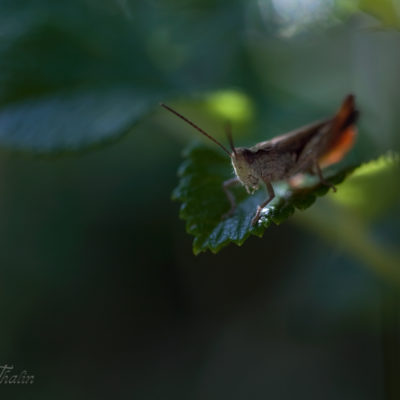 Fluga hoppar från blad i en lummig miljö