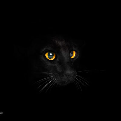 svart katt kattögon