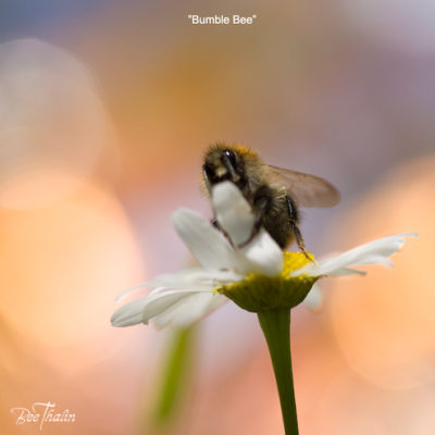 Kort - Bumble Bee