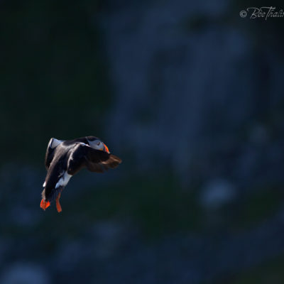 Tavlor - fåglar - Flygande puffin