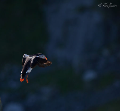 Tavlor - fåglar - Flygande puffin