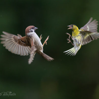 Actionbild på fåglar som kickboxar. Bilden är en av många actionbilder på våra svenska fåglar hemma i trädgården