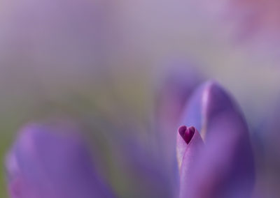Hjärtats blomma