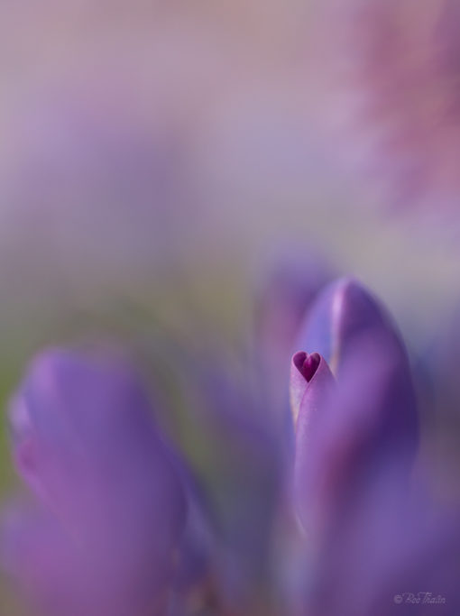 Hjärtats blomma